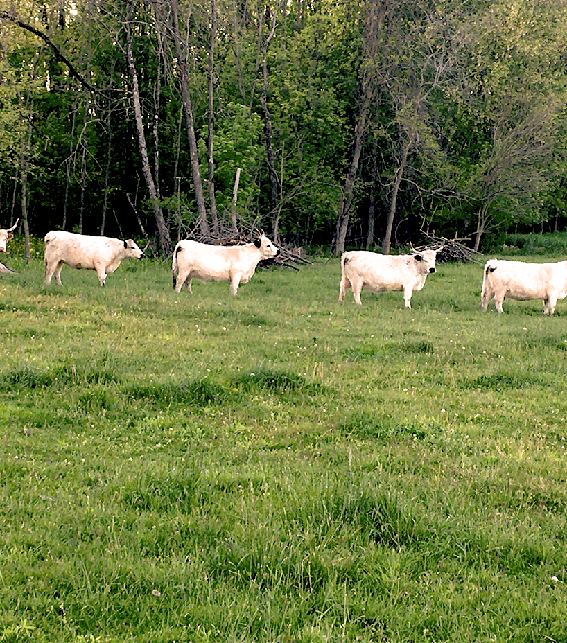 cows standing in a line